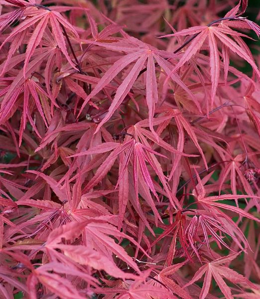Acer palmatum diss. 'Red Pygmy' 100cm kmeň